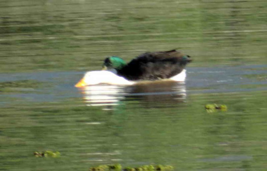 Ánade-pekin/Mallard-Pekin Ducks