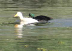 Ánade-pekin/Mallard-Pekin Ducks