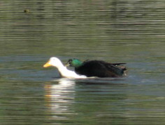 Ánade-pekin/Mallard-Pekin Ducks