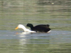 Ánade-pekin/Mallard-Pekin Ducks