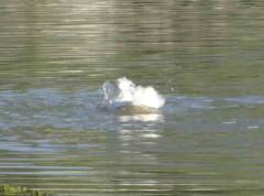 Ánade-pekin/Mallard-Pekin Ducks