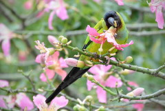 Ñanday/Nenday Parakeet