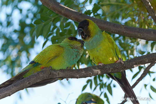 Ñanday/Nenday Parakeet