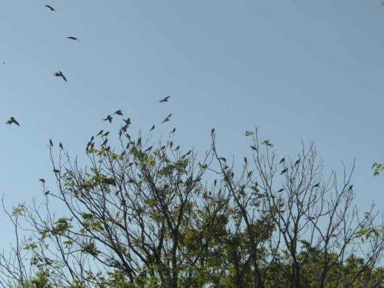 Ñanday/Black-hooded Parakeet