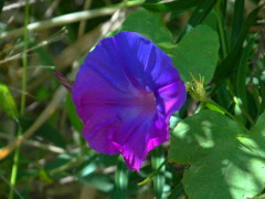 Campanilla violeta/Ocean blue morning glory