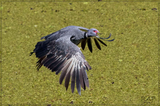 Chajá/Southern Screamer