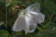 Dama de noche/Moonflower