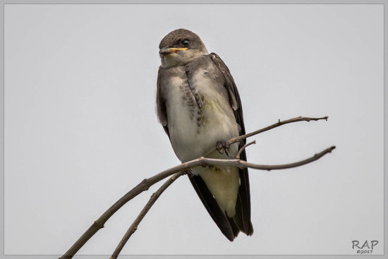 Golondrina parda/Brown-chested Martin