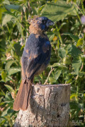 Reinamora grande/Ultramarine Grosbeak