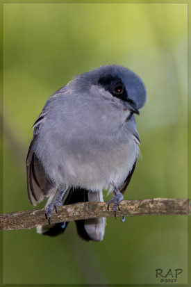 Tacuarita azul/Masked Gnatchatcher