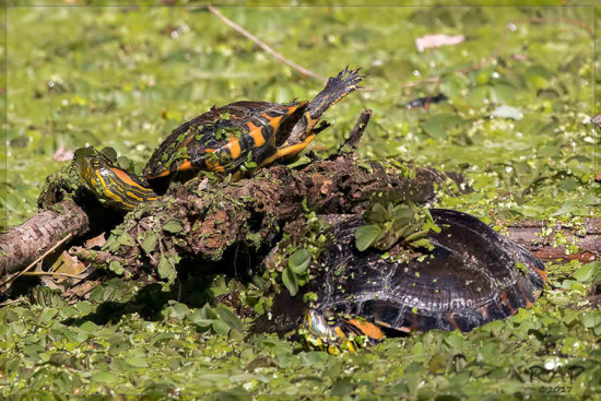 Tortuga pintada/Painted Turtle