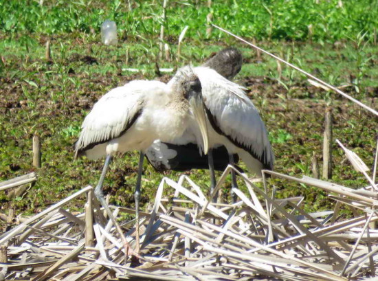 Tuyuyú/American Wood Stork