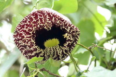 Aristoloquia/Calico flower