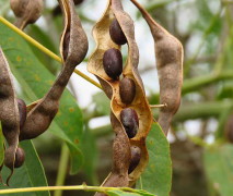 Ceibo/Cockspur tree