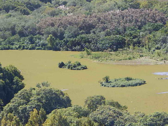 Coipos/Coypu Pond