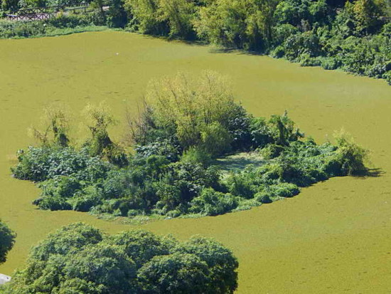 Coipos/Coypu Pond