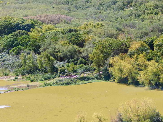 Coipos/Coypu Pond