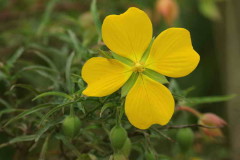 Duranznillo del agua/False loosestrife