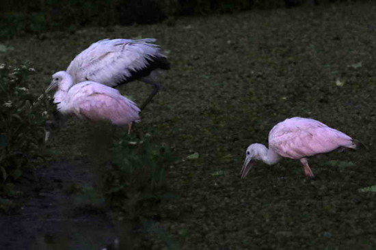 Espátula tuyuyú/Spoonbill-Wood Stork