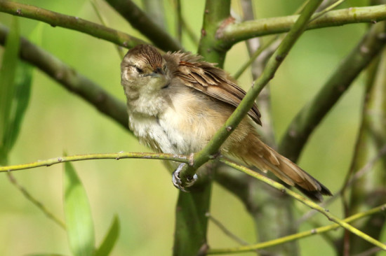Espinero chico/Little Thornbird