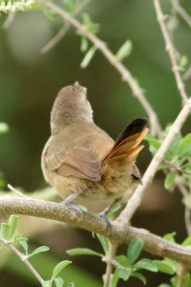 Espinero chico/Little Thornbird