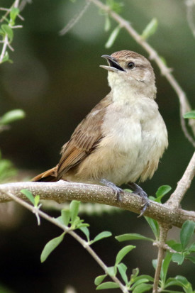 Espinero chico/Little Thornbird