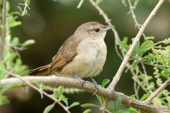 Espinero chico/Little Thornbird