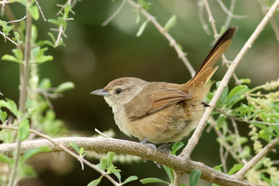 Espinero chico/Little Thornbird