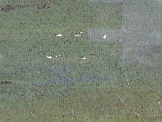 Cisnes desde lo alto/Swans from above