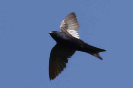 Golondrina negra/Southern Martin