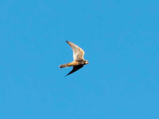 Halcón plomizo/Aplomado Falcon