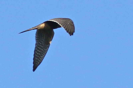 Halcón plomizo/Aplomado Falcon