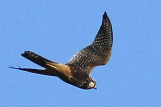 Halcón plomizo/Aplomado Falcon
