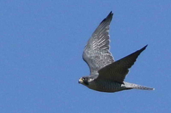 Halcón peregrino/Peregrine Falcon