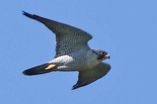 Halcón peregrino/Peregrine Falcon