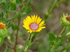 Margarita amarilla/Grindelia pulchella