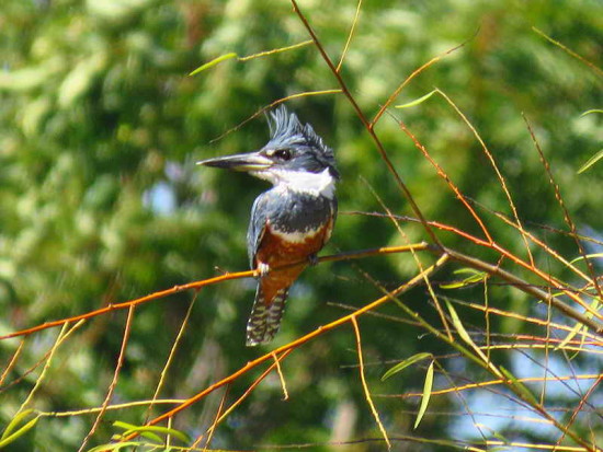 Martín pescador grande/Ringed Kingfisher