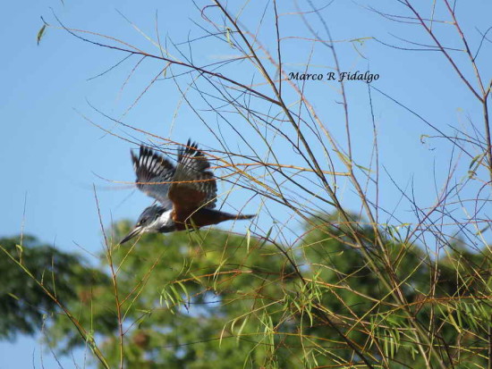 Martín pescador grande/Ringed Kingfisher