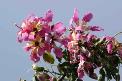 Palo borracho/Silk floss tree