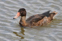 Pato picazo/Rosy-billed Pochard