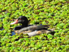 Pato picazo/Rosy-billed Pochard