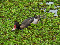 Pato picazo/Rosy-billed Pochard