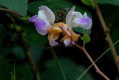 Porot de río/Wild pea