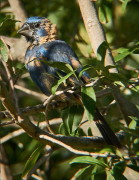 Reinamora grande/Ultramarine Grosbeak