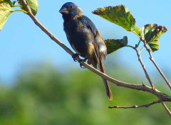 Reinamora grande/Ultramarine Grosbeak