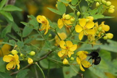 Sen del campo/Buttercup tree