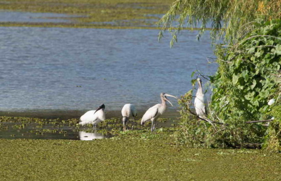 Tuyuyú/American Wood Stork