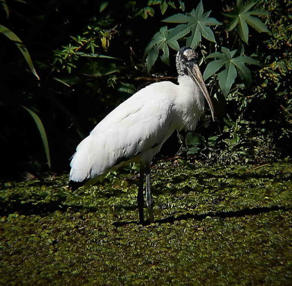 Tuyuyú/American Wood Stork