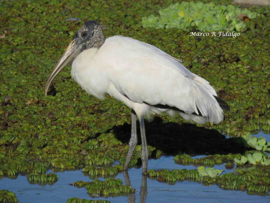 Tuyuyú/American Wood Stork