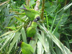 Ñanday/Nenday Parakeet